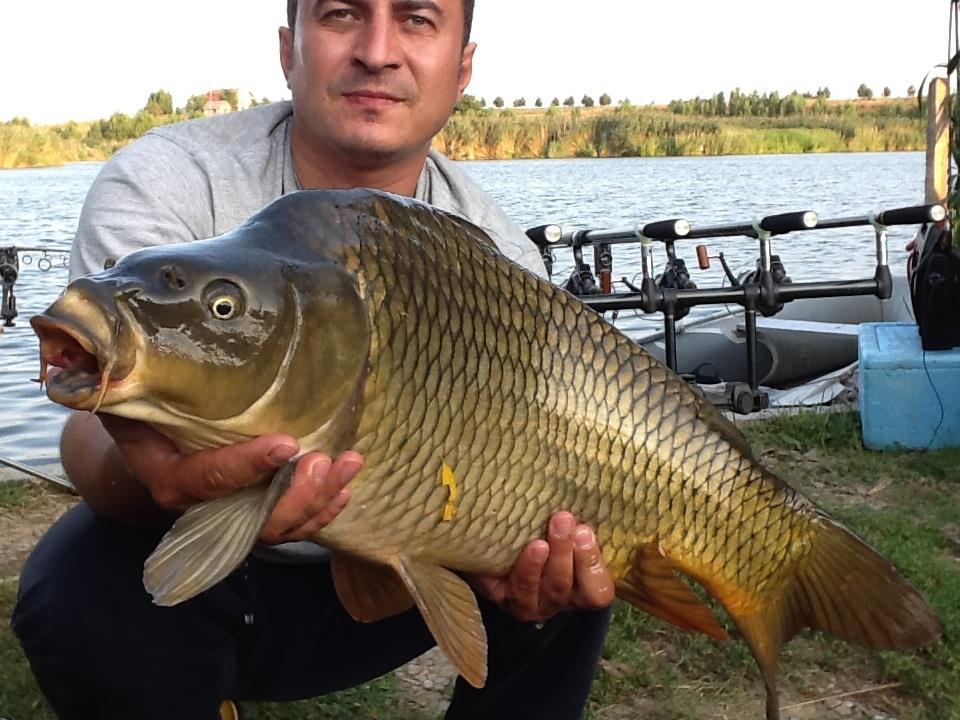 Tancabesti 16.08.2013 - image1.jpg